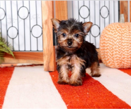 Jork��rsk� �t��ata jsou p�ipravena na nov� rodiny