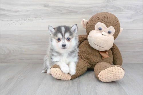 Prod�m mini �t���tka Pomsky