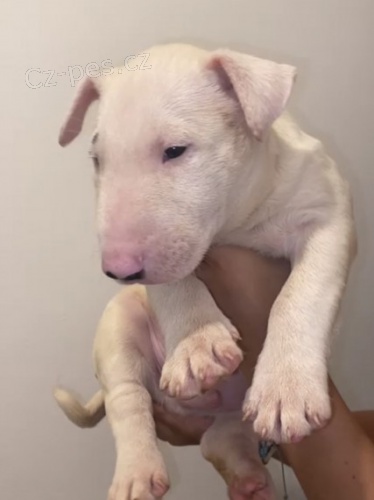 Prod�m zdrav� a kr�sn� �t��ata anglick�ho bulteri�ra samce a samice.