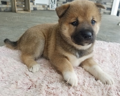 prodej mini �t���tek shiba inu