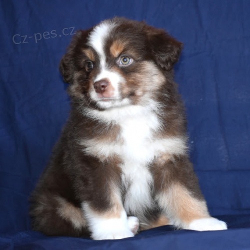 Prod�m rozko�n� �t���tka australsk�ho ov��ka