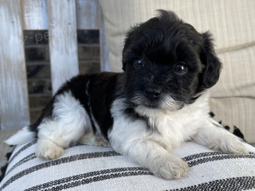 zdrav� �t��ata shihpoo na prodej