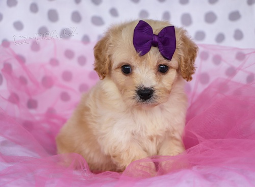 zdrav� CAVACHONOV� �T��ATA na prodej