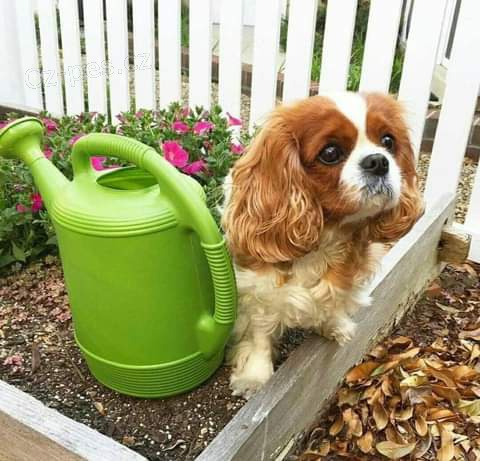 Kavalr King Charles Spaniel