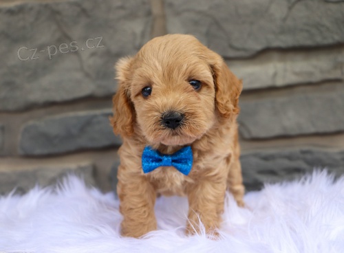 �T��ATA CAVAPOO na prodej.