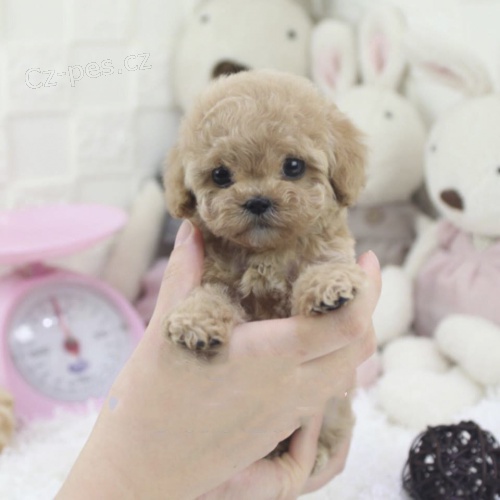 Zdrav� a kr�sn� miniaturn� mu�i a �eny pudl �t��ata na prodej.