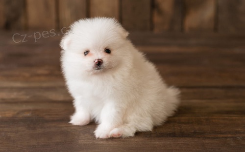 miniaturn� �t��ata Pomeranian na prodej.