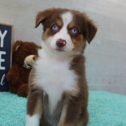 Prod�m �t��ata Australsk�ho Ov��ka.