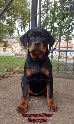 Rotvajler �t��ata