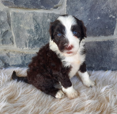 Prod�m zdrav� a hygienicky vy�kolen� �t��ata Portugalsk�ho vodn�ho psa.