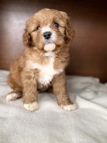 Prod�m zdrav� �t���tka CAVAPOO.