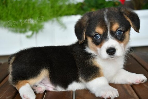 kr�sn� a and�lsk� mini ��lek Pembroke Welsh Corgi �t��ata na prodej.