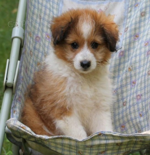 o�kovan� �t��ata Sheltidoodle na prodej.