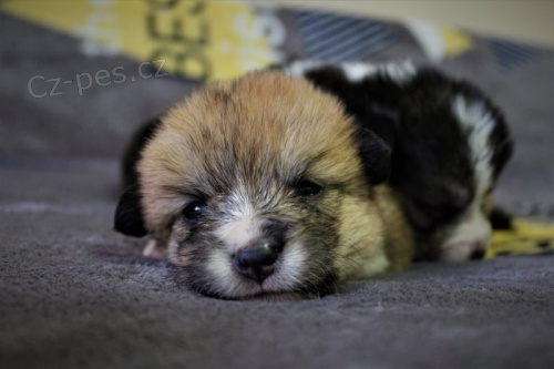 Welsh corgi pembroke �t��ata