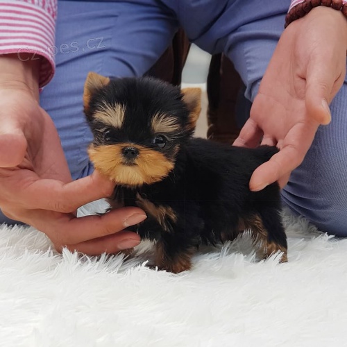 Prod�m rozko�n� a kr�sn� mini �t���tka yorkshirsk�ho teri�ra.