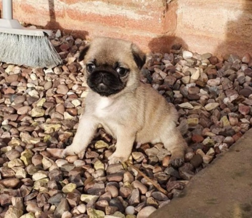 Prod�m kr�sn�, roztomil� a rozko�n� mini b�ov� mopsl�ka.