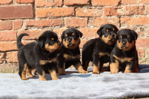 12 t�dn� star� �t��ata rotvajlera k adopci