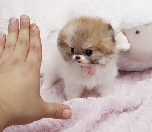 Pomeranian mini toy �t��ata k adopci