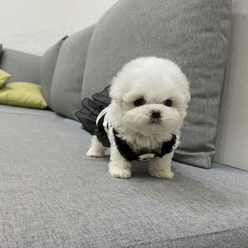 Mini �t���tka Bichon Frise jsou k dispozici a p�ipravena k prodeji.