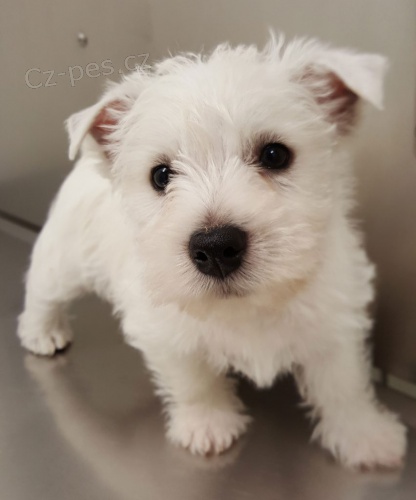 Prod�m mini mini �t���tka West Highland White Terriers.
