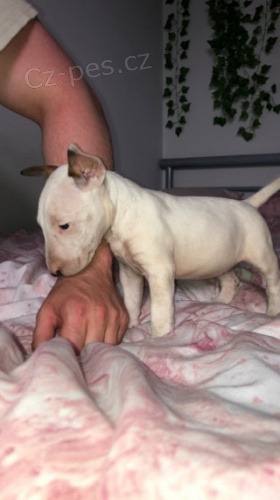 prod�m mini rozko�n� �t��ata anglick�ho bulteri�ra.