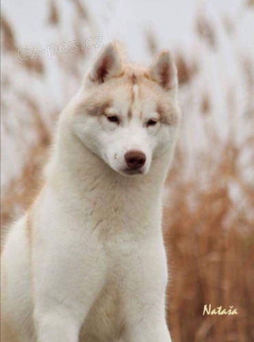 Sibi�sk� husky �t��ata