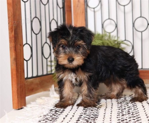 Rozko�n� yorkie �t�n�