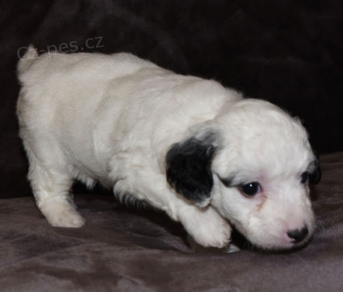 Mini �t���tka Aussiedoodle na prodej.