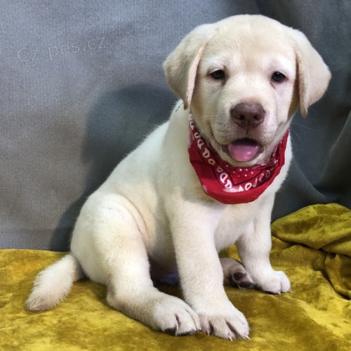 Prod�m mal� �t���tka labradorsk�ho retr�vra.