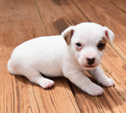 Prod�m kr�sn� �t���tka mini samce a samice mini jack russell.