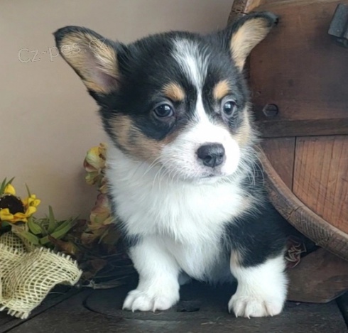 dispozici �t��ata cane corso italiano