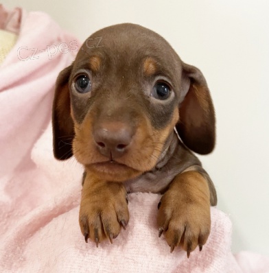 �t��ata jezev��ka k dispozici nyn� kontaktujte pro v�ce informac�