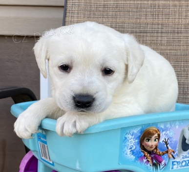 labrador�ky retr�v�i hledaj�c� nov� domovy