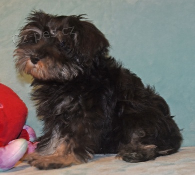 knirac  �t��ata pro miluj�c� a pe�uj�c� domovy  2