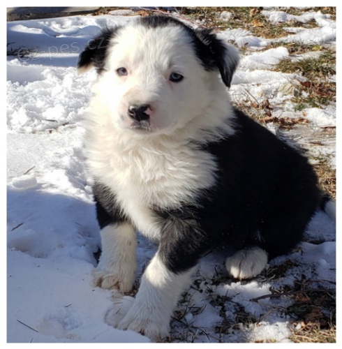 Border kolie �t��ata k dispozici mu� a �ena