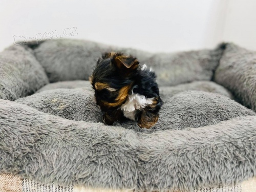 Jork��rsk� teri�r hledat �t��ata nov�ch domov� k adopci.