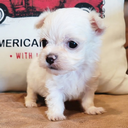 MINI - �t���tka malt�zsk�ho ��lku na prodej.