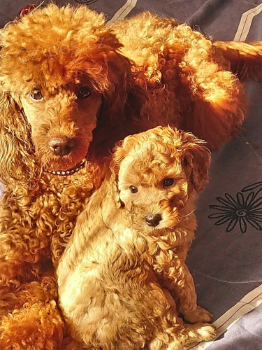 mini 2  pudlov� �t���tka k adopci