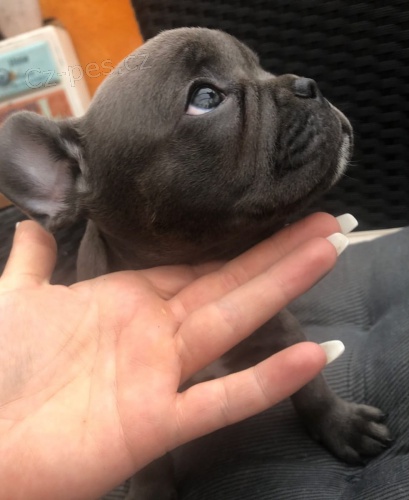 2 modr� francouzsk� buldok �t��ata pro l�sku