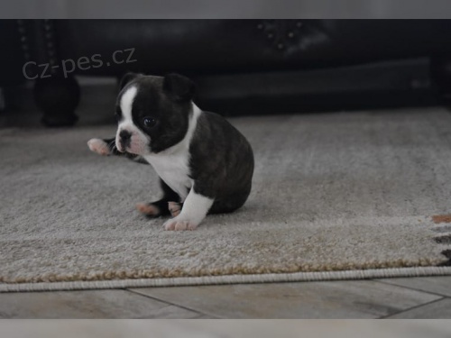 2 �t��ata miniaturn�c boston teri�r