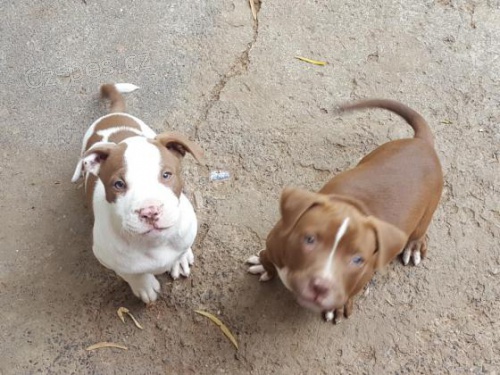 2 Americk�  Blu pitbulteri�r pro nov� domy