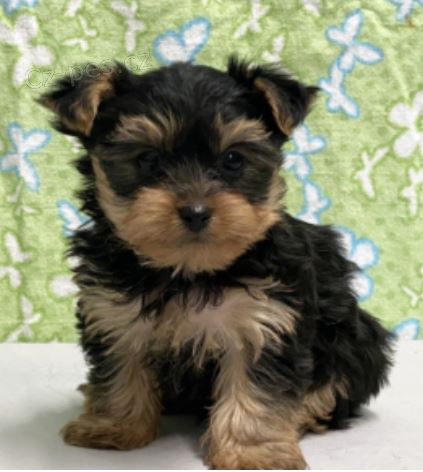 b�l� Jork��rsk� teri�r hledat �t��ata nov�ch domov� k adopci.