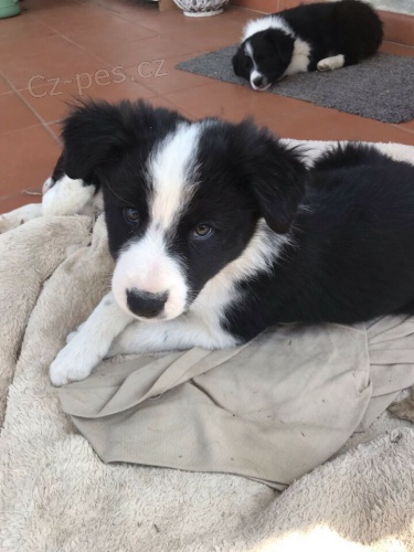 �t��ata border koli�