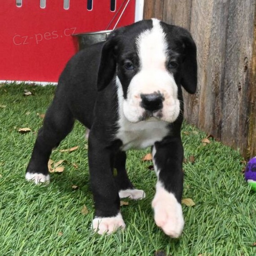 Prod�m kr�sn� a zdrav� �t��ata n�meck� dogy