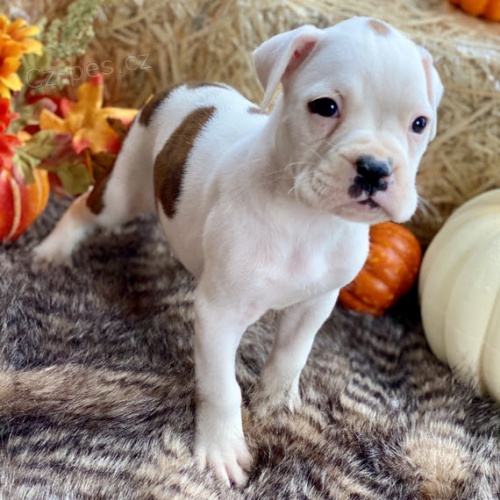 Prod�m kr�sn� �t��ata n�meck�ho boxera