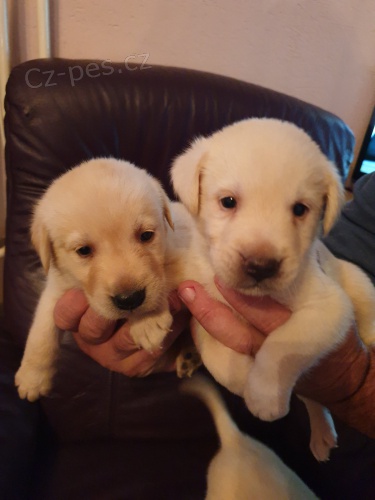 Labradorsk� retr�vr �t��ata