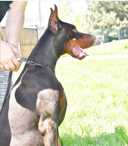 Dobrman �t��ata