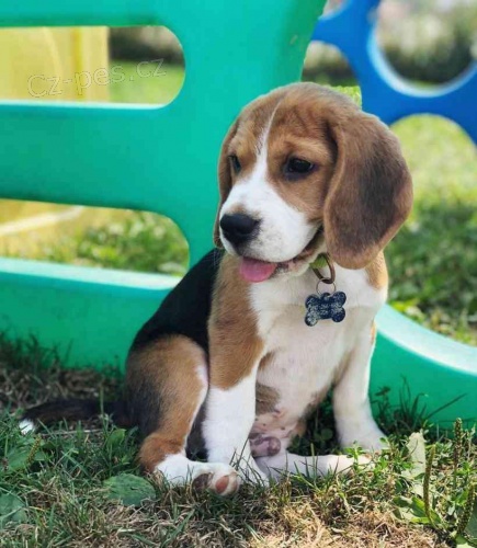 P�kn� �t���tka Beagle na prodej.