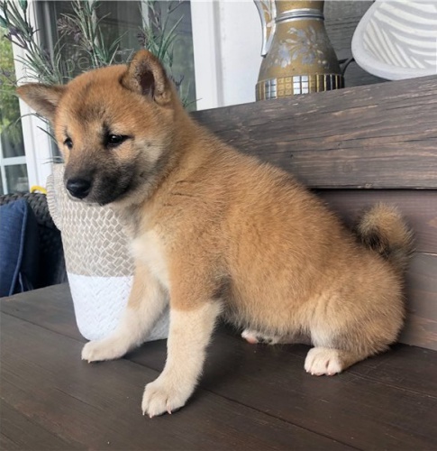 Roztomil ttka shiba inu