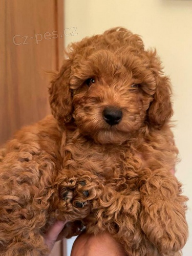 pudl� �t��ata